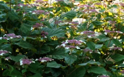 Invincibelle Lace Smooth Hydrangea - 3 Pack Of Quart Pots 17 Invincibelle Lace Smooth Hydrangea - 3 Pack Of Quart Pots -Plant Discount Store hydrangea invincibelle lace 4