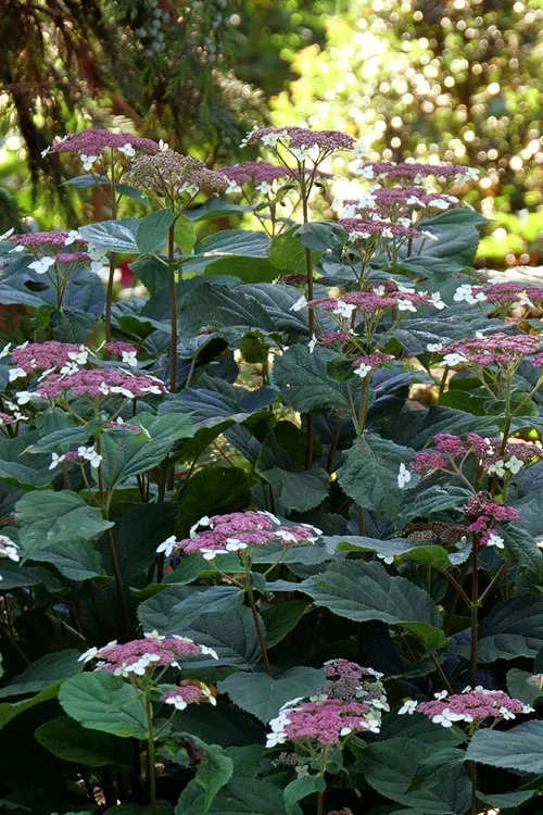 Invincibelle Lace Smooth Hydrangea - 3 Pack Of Quart Pots 3 Invincibelle Lace Smooth Hydrangea - 3 Pack Of Quart Pots