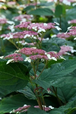 Invincibelle Lace Smooth Hydrangea - 3 Pack Of Quart Pots 18 Invincibelle Lace Smooth Hydrangea - 3 Pack Of Quart Pots -Plant Discount Store hydrangea invincibelle lace 6