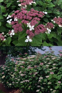 Invincibelle Lace Smooth Hydrangea - 3 Pack Of Quart Pots 15 Invincibelle Lace Smooth Hydrangea - 3 Pack Of Quart Pots -Plant Discount Store hydrangea invincibelle lace 8