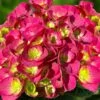 Akadama Hydrangea - 3 Gallon Pot -Plant Discount Store hydrangea macrophylla akadama 2