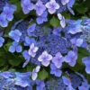 Blue Wave Lacecap Hydrangea - 3 Gallon Pot -Plant Discount Store hydrangea macrophylla blue wave 23 1