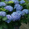 Let's Dance Sky View Reblooming Hydrangea - 3 Gallon Pot