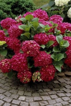 Red Sensation Hydrangea - 3 Gallon Pot 12 Red Sensation Hydrangea - 3 Gallon Pot -Plant Discount Store hydrangea macrophylla red sensation 2