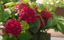 Red Sensation Hydrangea - 3 Gallon Pot 14 Red Sensation Hydrangea - 3 Gallon Pot -Plant Discount Store hydrangea macrophylla red sensation 6