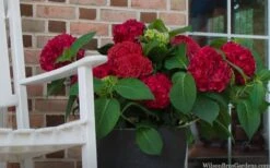 Red Sensation Hydrangea - 3 Gallon Pot 13 Red Sensation Hydrangea - 3 Gallon Pot -Plant Discount Store hydrangea macrophylla red sensation 7