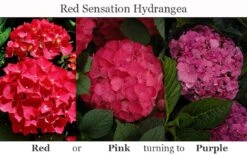 Red Sensation Hydrangea - 3 Gallon Pot 15 Red Sensation Hydrangea - 3 Gallon Pot -Plant Discount Store hydrangea macrophylla red sensation 8
