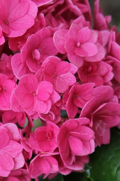 Ruby Blossom Double Hydrangea - 1 Gallon Pot -Plant Discount Store hydrangea macrophylla ruby blossom 2