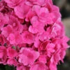 Ruby Blossom Double Hydrangea - 2 Gallon Pot -Plant Discount Store hydrangea macrophylla ruby blossom 3 1