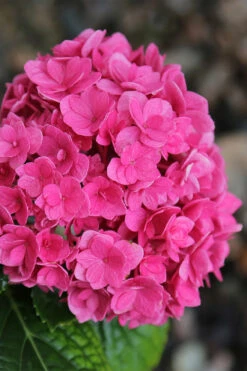 Ruby Blossom Double Hydrangea - 1 Gallon Pot -Plant Discount Store hydrangea macrophylla ruby blossom 4