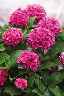Ruby Blossom Double Hydrangea - 1 Gallon Pot -Plant Discount Store hydrangea macrophylla ruby blossom 5
