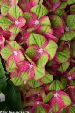 Tilt-A-Swirl Hydrangea - 3 Gallon Pot - SALE -Plant Discount Store hydrangea macrophylla tilt a swirl 5
