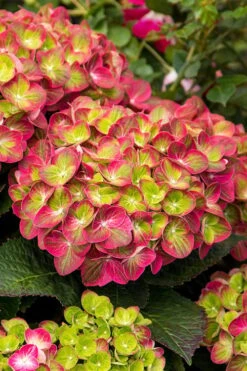 Tilt-A-Swirl Hydrangea - 3 Gallon Pot - SALE -Plant Discount Store hydrangea macrophylla tilt a swirl 7