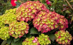 Tilt-A-Swirl Hydrangea - 3 Gallon Pot - SALE -Plant Discount Store hydrangea macrophylla tilt a swirl 8