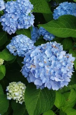 Mini Penny Hydrangea - 1 Gallon Pot -Plant Discount Store hydrangea mini penny 500x750202 1