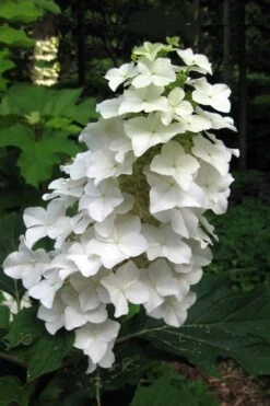 Oakleaf Hydrangea - 1 Gallon Pot