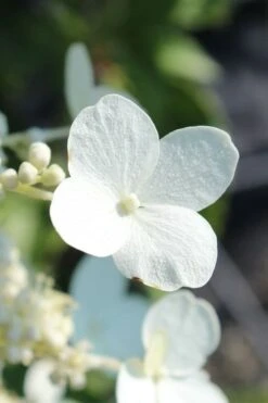 Kyushu Hydrangea - 3 Gallon Pot -Plant Discount Store hydrangea paniculata kyushu 23