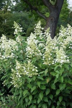 Kyushu Hydrangea - 3 Gallon Pot -Plant Discount Store hydrangea paniculata kyushu 5