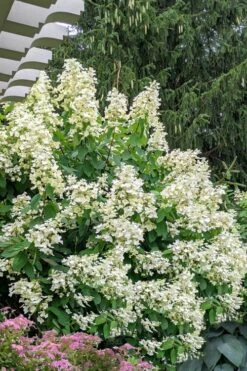 Kyushu Hydrangea - 3 Gallon Pot -Plant Discount Store hydrangea paniculata kyushu 7
