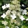Kyushu Hydrangea - 3 Gallon Pot 2 Kyushu Hydrangea - 3 Gallon Pot -Plant Discount Store hydrangea paniculata kyushu 8