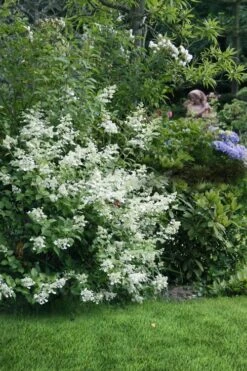 Kyushu Hydrangea - 3 Gallon Pot -Plant Discount Store hydrangea paniculata kyushu 9