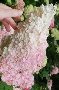 Phantom Hydrangea (Single Trunk Tree Form) - 7 Gallon Pot 13 Phantom Hydrangea (Single Trunk Tree Form) - 7 Gallon Pot -Plant Discount Store hydrangea paniculata phantom panicle hydrangea 100