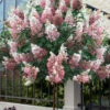 Pinky Winky Hydrangea (Single Trunk Tree Form) - 7 Gallon Pot -Plant Discount Store hydrangea paniculata pinky winky single trunk tree form 3