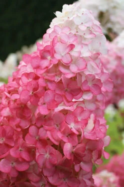 Vanilla Strawberry Hydrangea (Single Trunk Tree Form) - 7 Gallon Pot (5-7') -Plant Discount Store hydrangea paniculata vanilla strawberry 20 1