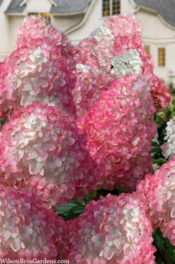 Vanilla Strawberry Hydrangea (Single Trunk Tree Form) - 7 Gallon Pot (5-7') -Plant Discount Store hydrangea paniculata vanilla strawberry 21 1