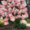 Vanilla Strawberry Hydrangea (Single Trunk Tree Form) - 7 Gallon Pot (5-7') 2 Vanilla Strawberry Hydrangea (Single Trunk Tree Form) - 7 Gallon Pot (5-7') -Plant Discount Store hydrangea paniculata vanilla strawberry single trunk tree form 1
