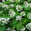 Pee Wee Dwarf Oakleaf Hydrangea - 2 Gallon Pot 2 Pee Wee Dwarf Oakleaf Hydrangea - 2 Gallon Pot -Plant Discount Store hydrangea quercifolia pee wee oakleaf 2