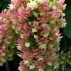 Snowcicle Oakleaf Hydrangea - 1 Gallon Pot -Plant Discount Store hydrangea quercifolia snowcicle oakleaf hydrangea 100