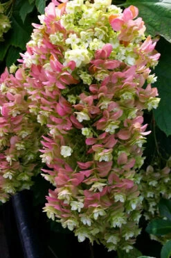 Snowcicle Oakleaf Hydrangea - 1 Gallon Pot