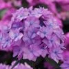 Let's Dance 'Can Do' Hydrangea - 2 Gallon Pot 2 Let's Dance 'Can Do' Hydrangea - 2 Gallon Pot -Plant Discount Store hydrangea serrata lets dance can do 5