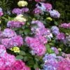 Preziosa Multi Color Hydrangea - 3 Gallon Pot -Plant Discount Store hydrangea serrata preziosa 100