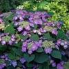 Tuff Stuff Top Fun Reblooming Mountain Hydrangea - 1 Gallon Pot 2 Tuff Stuff Top Fun Reblooming Mountain Hydrangea - 1 Gallon Pot -Plant Discount Store hydrangea serrata tuff stuff top fun mountain hydrangea 1