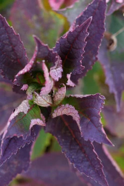 Tuff Stuff Top Fun Reblooming Mountain Hydrangea - 1 Gallon Pot -Plant Discount Store hydrangea serrata tuff stuff top fun mountain hydrangea 3