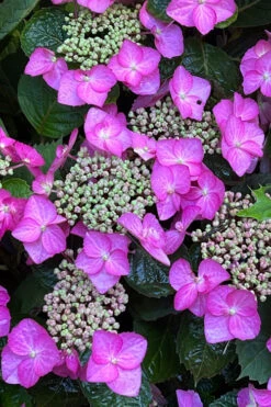Tuff Stuff Top Fun Reblooming Mountain Hydrangea - 1 Gallon Pot -Plant Discount Store hydrangea serrata tuff stuff top fun mountain hydrangea 5