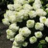 Silver Dollar Hydrangea - 1 Gallon Pot -Plant Discount Store hydrangea silver dollar 1