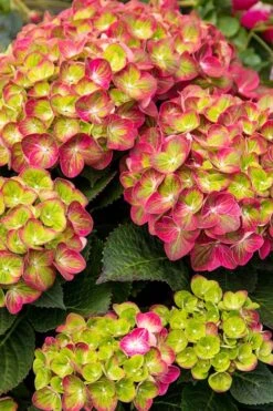 Tilt-A-Swirl Hydrangea - 3 Gallon Pot - SALE -Plant Discount Store hydrangea tilt a whirl 500x750 1