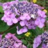 Twist-N-Shout Endless Summer Hydrangea - 1 Gallon Pot 2 Twist-N-Shout Endless Summer Hydrangea - 1 Gallon Pot -Plant Discount Store hydrangea twist n shout 12