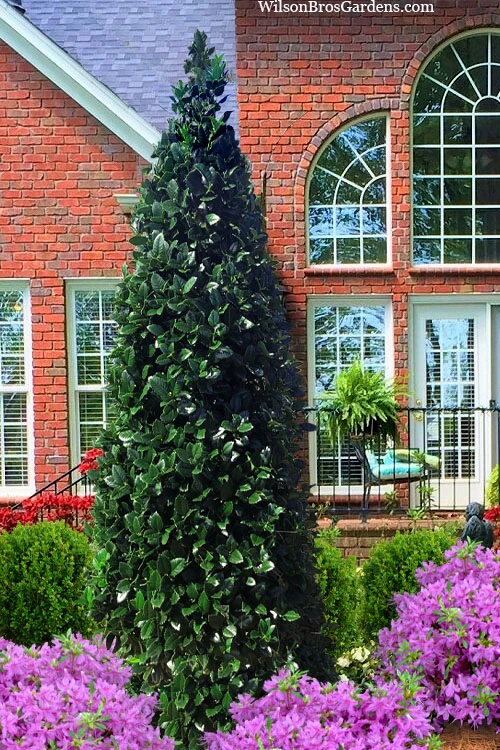 Liberty Holly - 3 Gallon Pot 3 Liberty Holly - 3 Gallon Pot