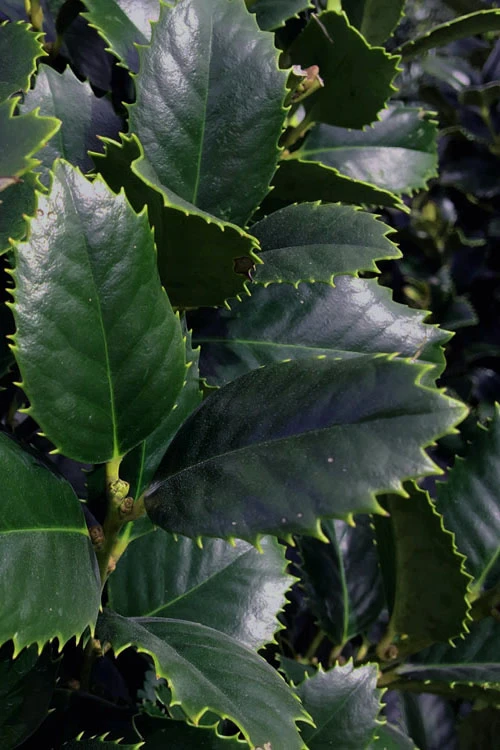 Liberty Holly - 3 Gallon Pot 6 Liberty Holly - 3 Gallon Pot - Image 4