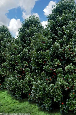 Liberty Holly - 3 Gallon Pot 15 Liberty Holly - 3 Gallon Pot -Plant Discount Store ilex conty liberty holly tree 107