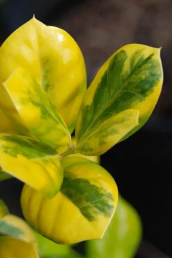 Masashi's Gold Holly - 1 Gallon Pot -Plant Discount Store ilex cornuta masashis gold golden burfordi holly 1