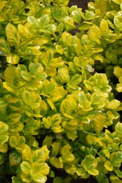Masashi's Gold Holly - 1 Gallon Pot -Plant Discount Store ilex cornuta masashis gold golden burfordi holly 2