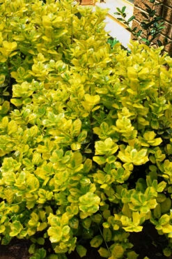 Masashi's Gold Holly - 1 Gallon Pot -Plant Discount Store ilex cornuta masashis gold golden burfordi holly 3