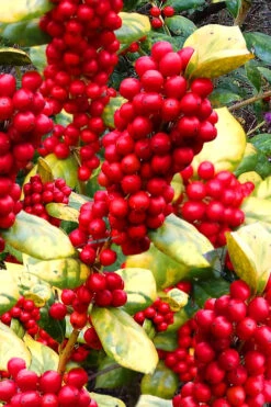Masashi's Gold Holly - 1 Gallon Pot -Plant Discount Store ilex cornuta masashis gold golden burfordi holly 5
