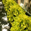 Masashi's Gold Holly - 1 Gallon Pot -Plant Discount Store ilex cornuta masashis gold golden burfordi holly 8