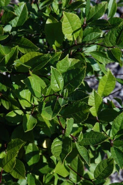 Jim Dandy Male Winterberry Holly - 3 Gallon Pot